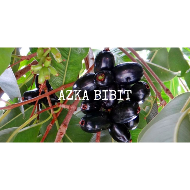 bibit duwet/jamblang