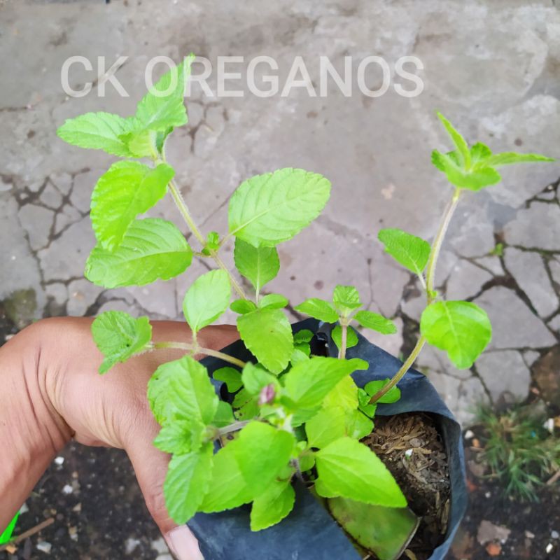 tanaman cincau hitam