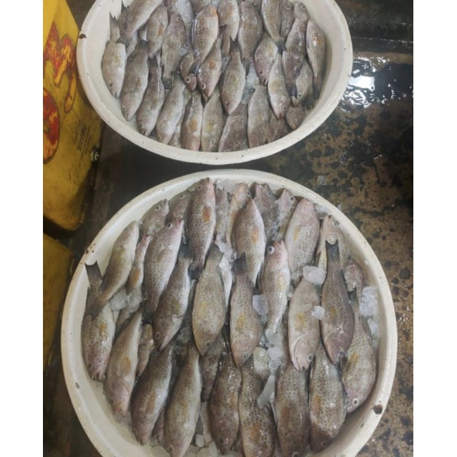 

ikan kerapu totol fress 1kg