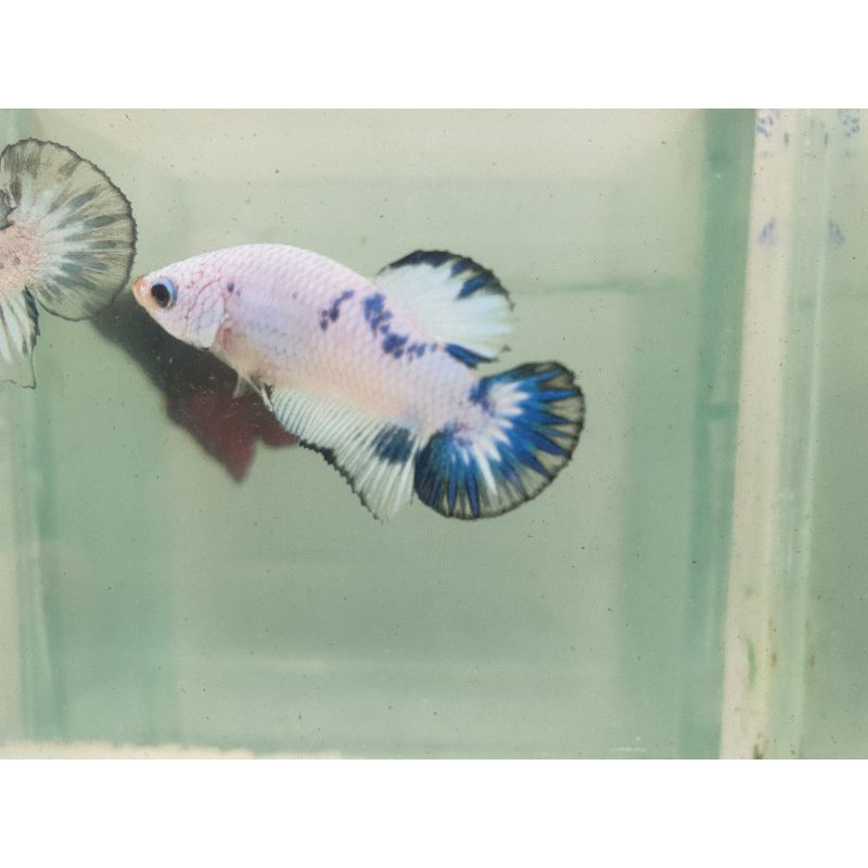 cupang blue rim blue panda