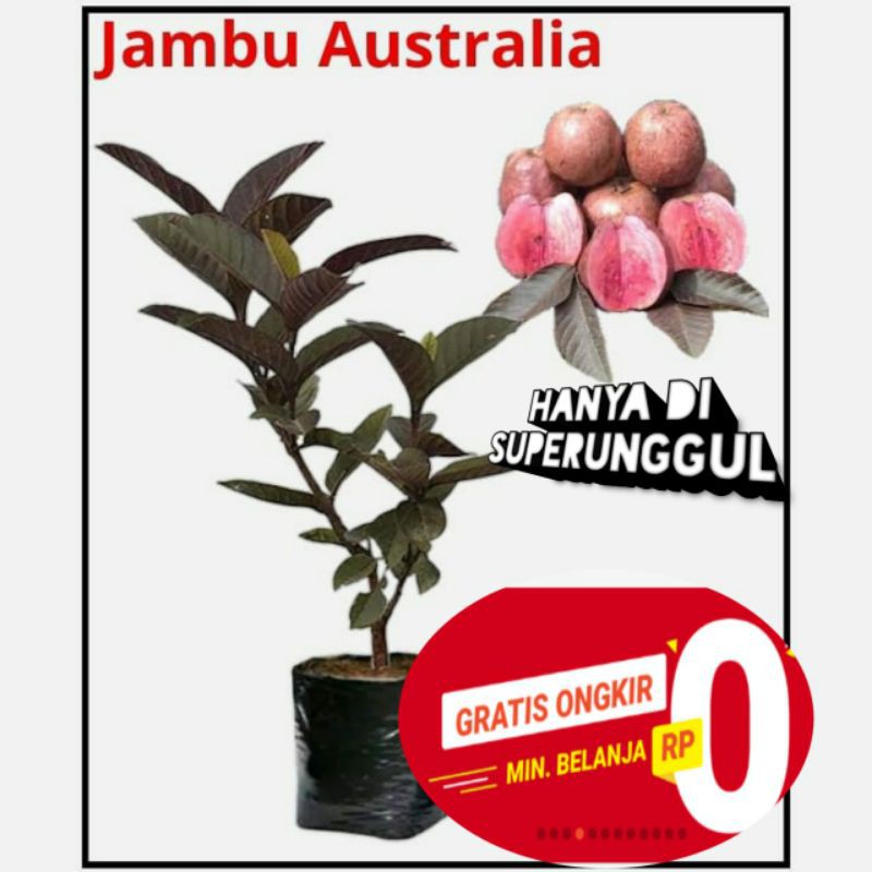 Bibit tanaman jambu merah australi