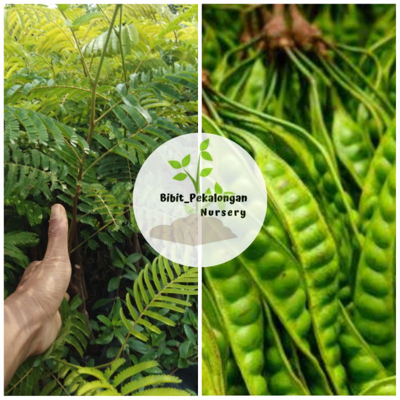 Bibit Petai Hibrida