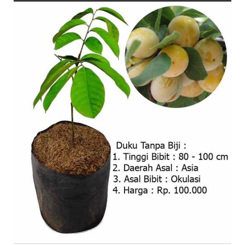 Bibit Duku Tanpa Biji