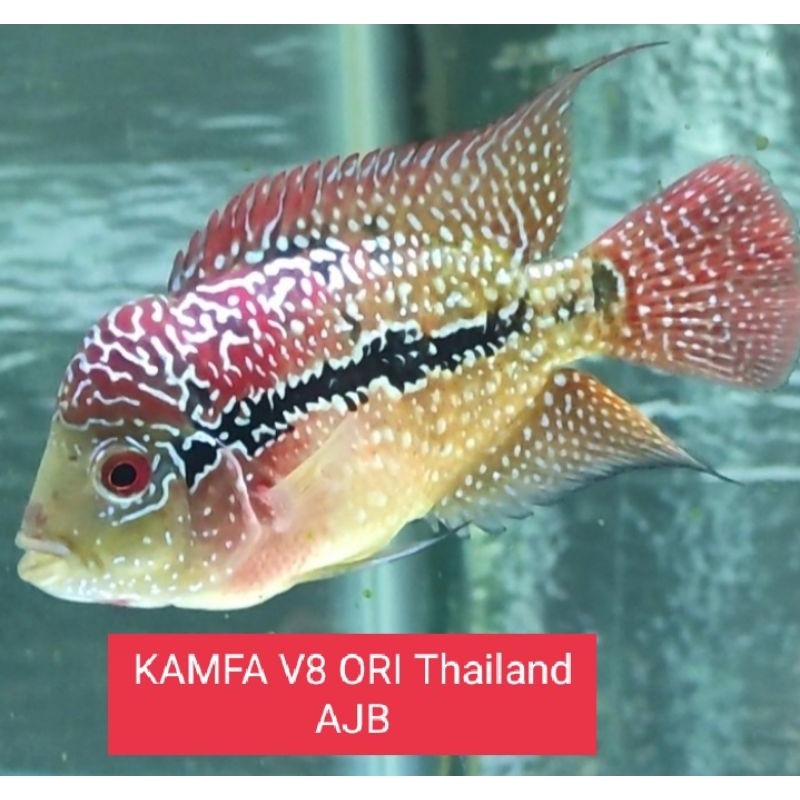 IKAN LOUHAN KAMFA V8 ORI THAILAND