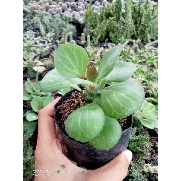 Kaktus dan sekulen mengkudu /sekulen monadenium/kaktus murah