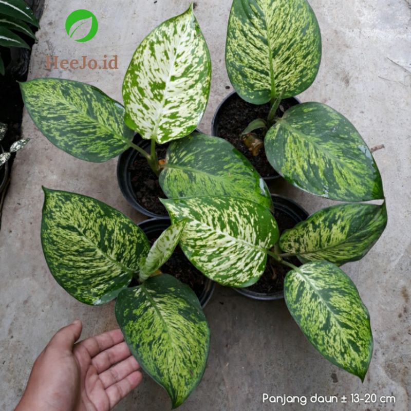 Diven Anggun Ayu / Difen anggun Ayu / Diefenbachia