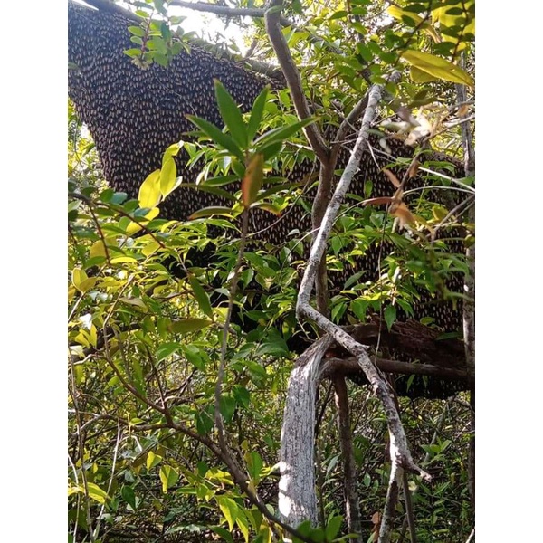 

Madu Tawon Gong, asli dari hutan langsung