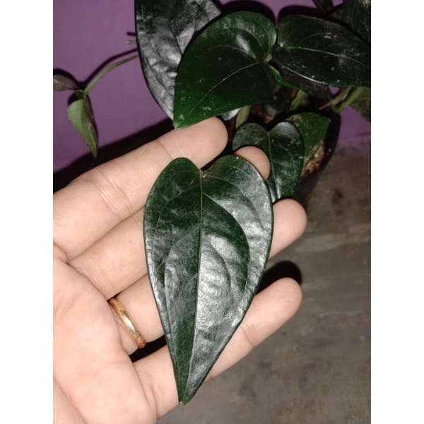 SCINDAPSUS LUCENS BLACK