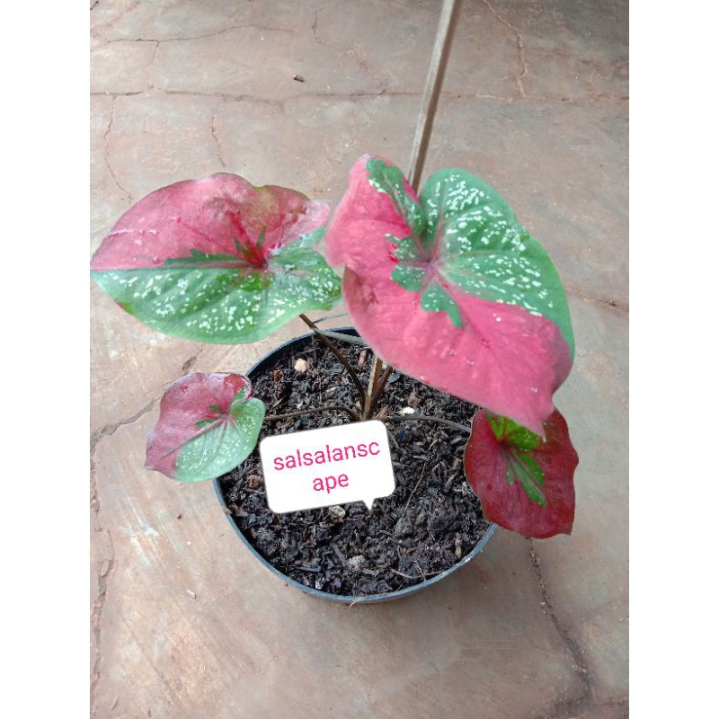 Keladi Baret Merah Tanaman Hias Keladi Baret Merah