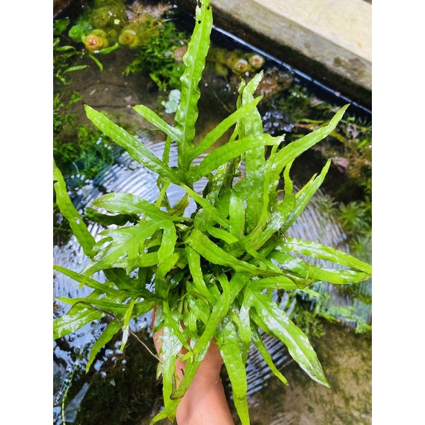 microsorum kadaka trident tanaman aquascape