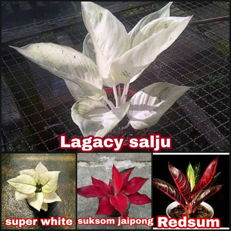 paket 4 bibit bonggol aglonema legacy salju, super white, suksom jaipong, red sumatra
