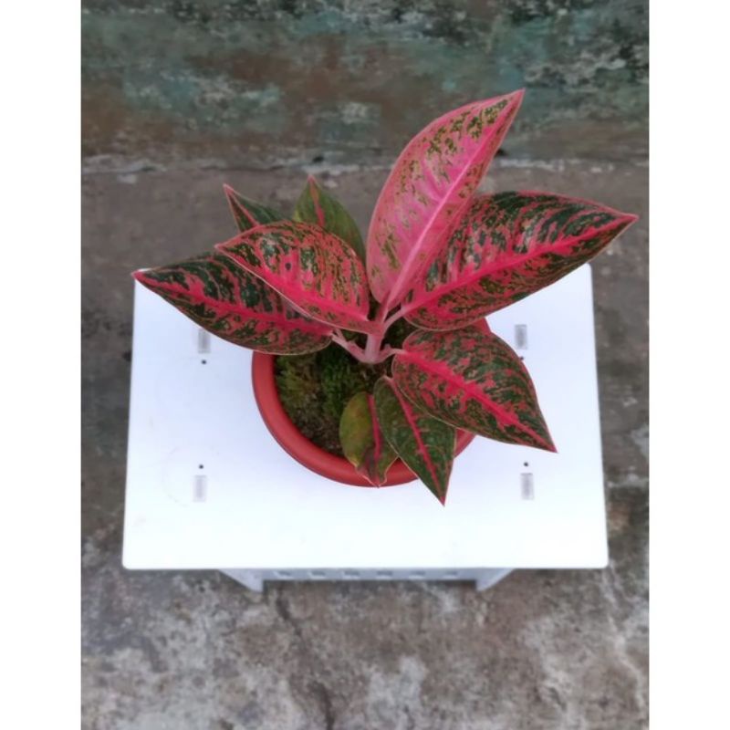 bibit/anakan Aglonema reanita surya