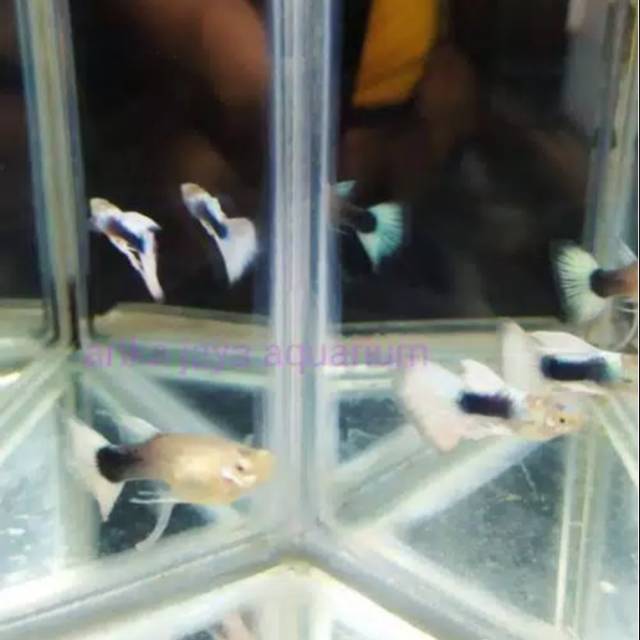 Ikan guppy hb white ribbon percantik aquarium murah grosir ecer