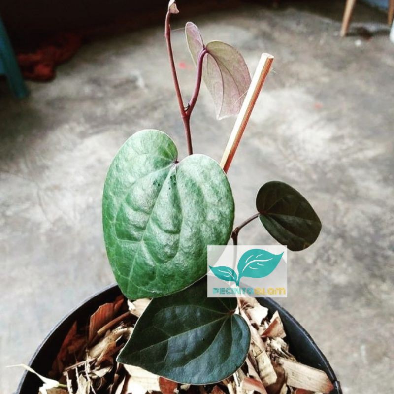 Bibit tanaman sirih hitam/Daun sirih hitam (Obat herbal)