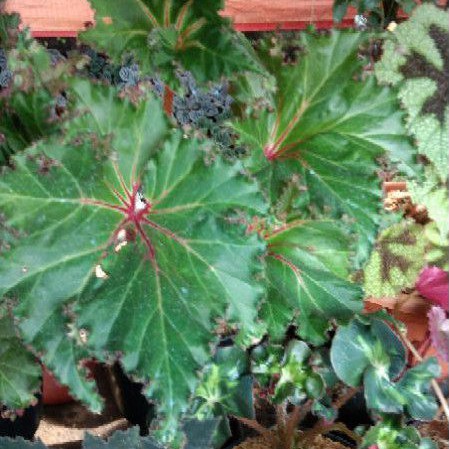 Tanaman Hias Begonia Selat Ukuran Besar/Tanaman Hias Begonia Selat