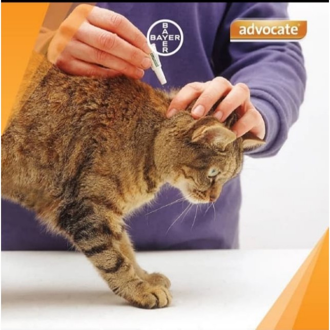Advocate - Cat / Ferrets - up to 4kg obat kutu untuk kucing / musang