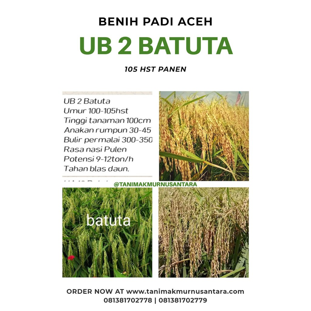 Benih Padi Bibit Padi Unggul Batuta 1KG