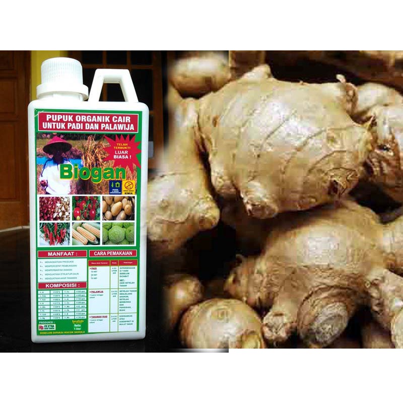 PUPUK ORGANIK CAIR (POC) BIOGAN UNTUK BUDIDAYA TANAMAN KENCUR