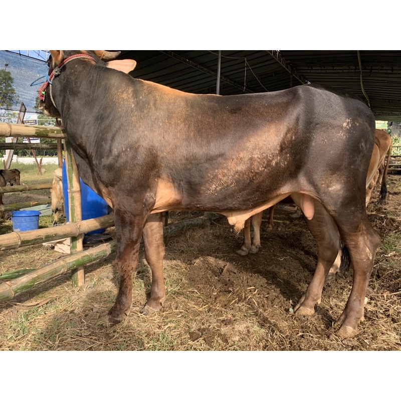 

Sapi Qurban jenis Pegon bobot 360-380 kg