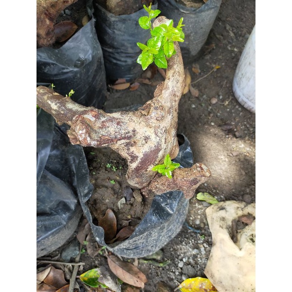 bahan bonsai Dongkelan kibesi subur karakter bagus