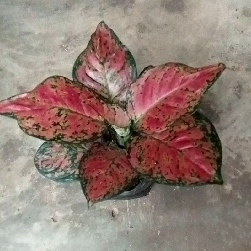 Aglonema Dud Anja Daun Merah