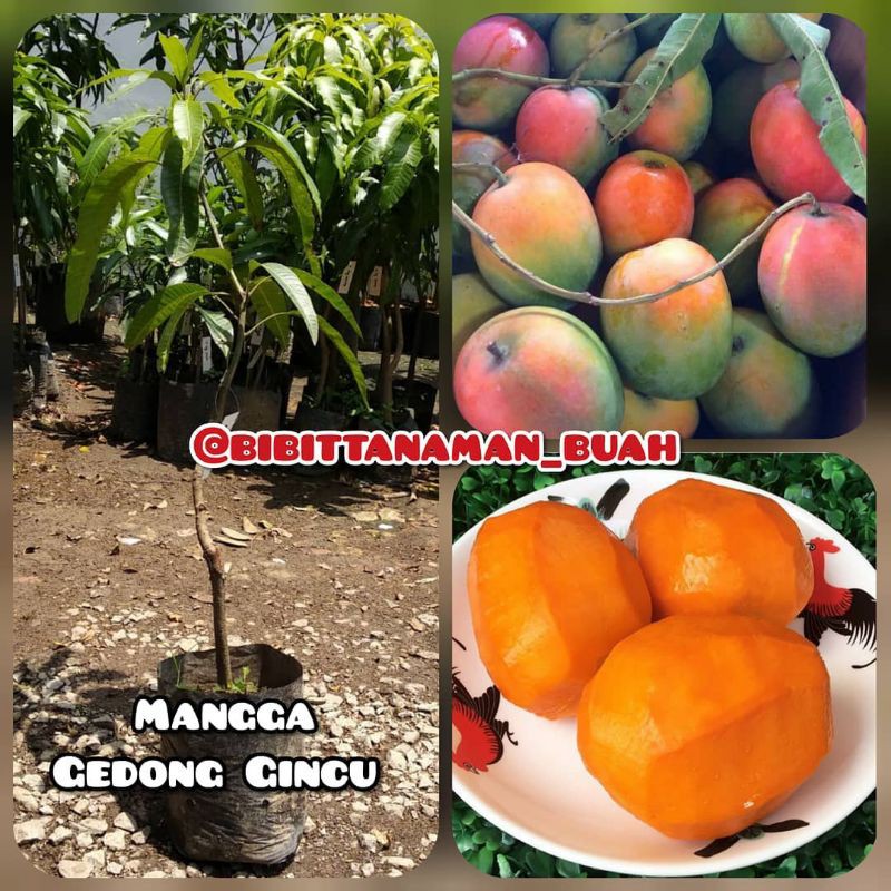 Bibit mangga gedong gincu / mangga gedong gincu / bibit mangga