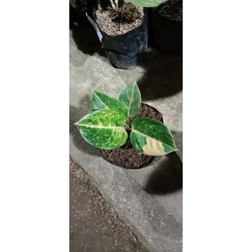 aglonema golden siam