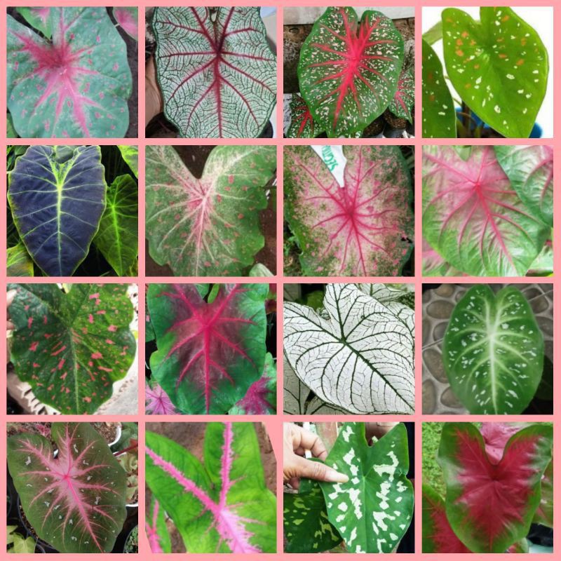 Bibit umbi tanaman hias caladium | alocasia monstera