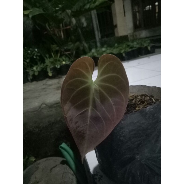 anthurium regale sunda