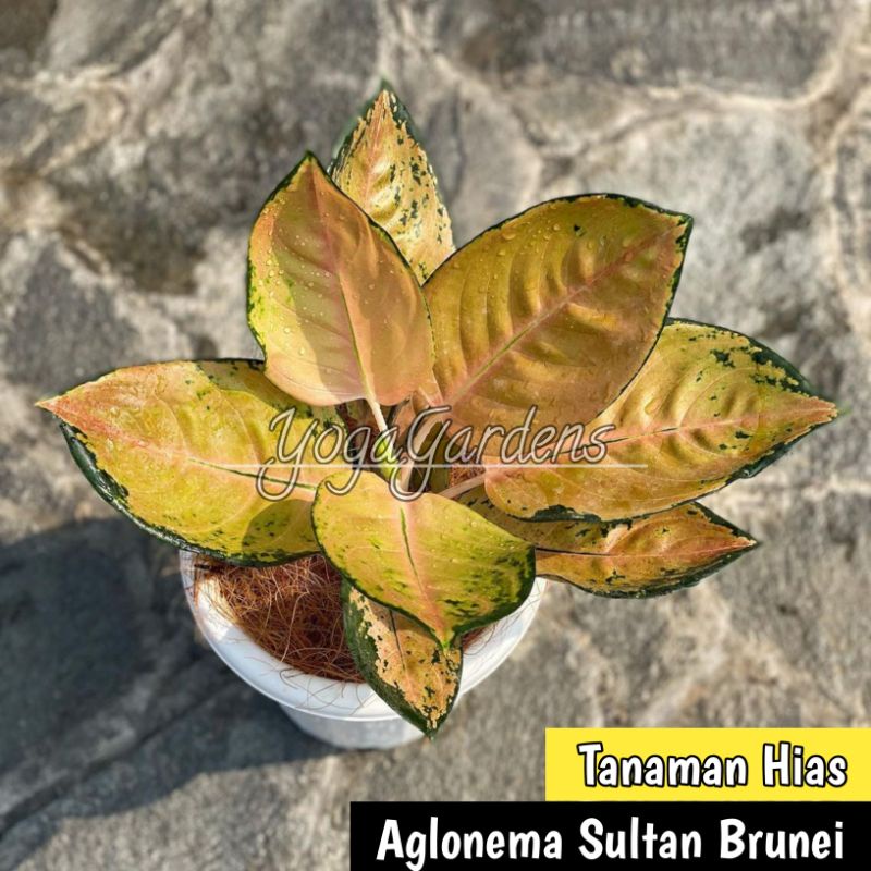 aglonema sultan Brunai - aglonema sultan Brunei - sultan Brunei
