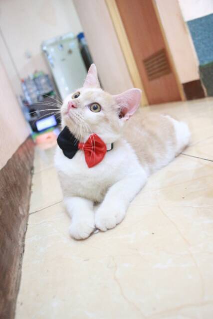 Dasi kupu-kupu half bowtie merah hitam lucu untuk kucing dan anjing size kitten adult