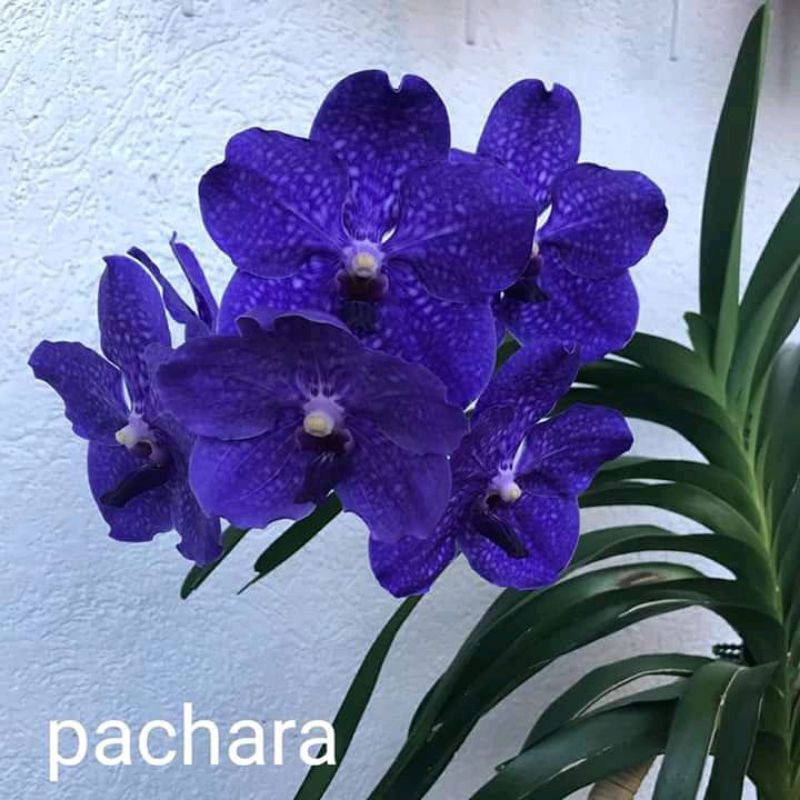 dewasa vanda jumbo
