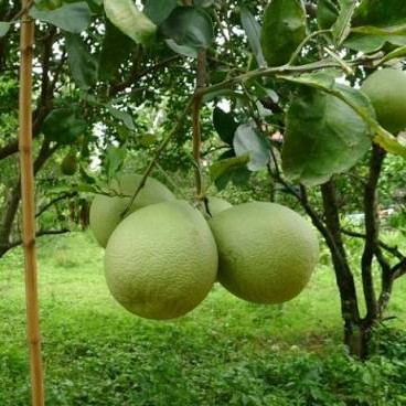 bibit JERUK BALI MADU unggul