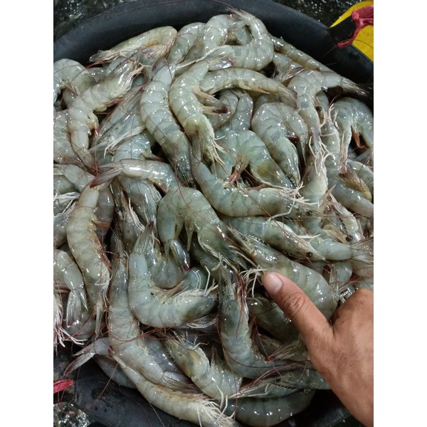 

udang vaname size 70 Udang segar tambak 1 kg