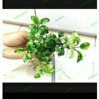 Anubias White Petite Clump