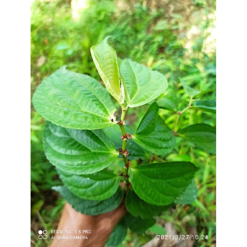 Elatostema platyphilloides / begonia hutan hijau [NRS]