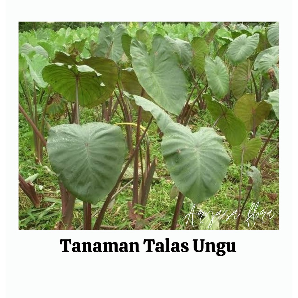 Bibit Talas Ungu/Lompong/Bentul Ungu/Tanaman Talas Ungu
