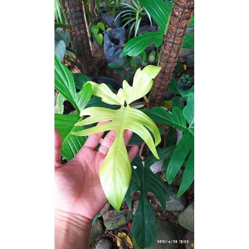 philodendron Florida Ghost rimbun Big size