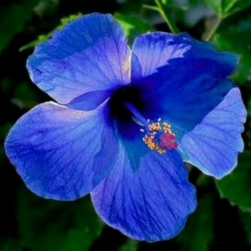 Tanaman Hias Kembang Sepatu Bunga Biru/Tanaman Hias Kembang Sepatu