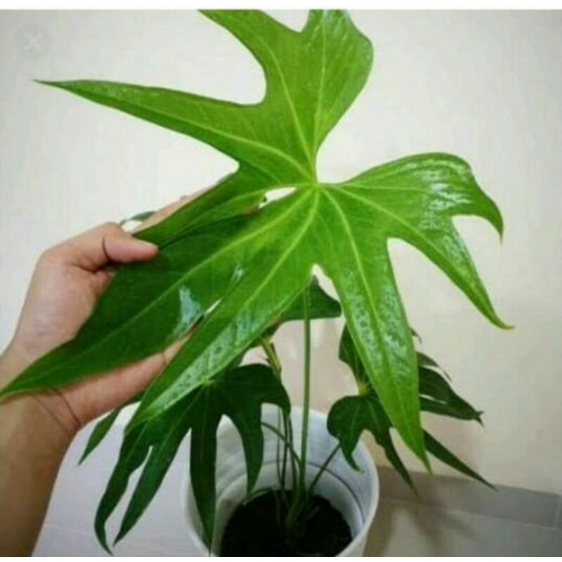 Anthurium pedatoradiatum/jari