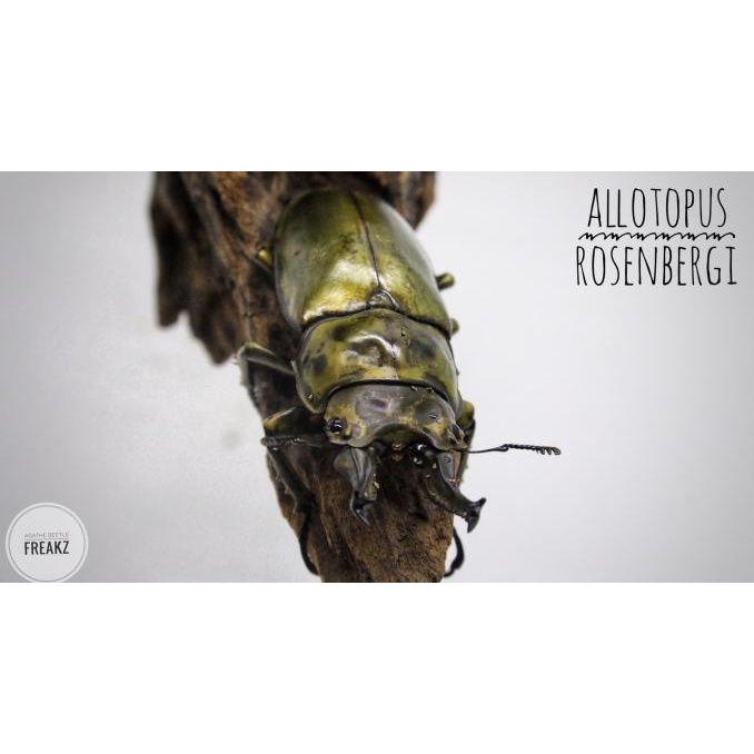Kumbang / Kumbang Capit / Stag Beetle / Allotopus Rosenbergi