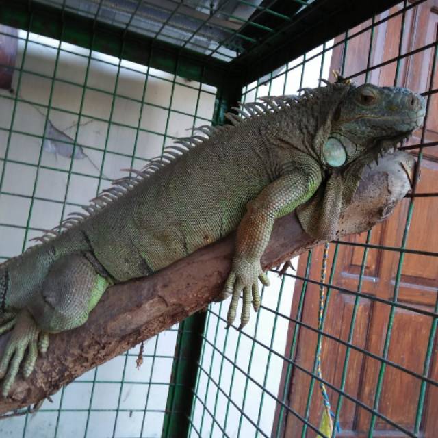 Iguana Green Betina