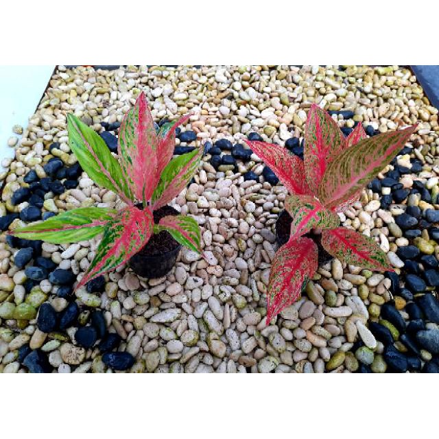 [✅COD] PAKET 2 POHON - (AGLONEMA PAKET) / LEGACY MERAH & BUTERFLY / AGLONEMA PAKET MURAH