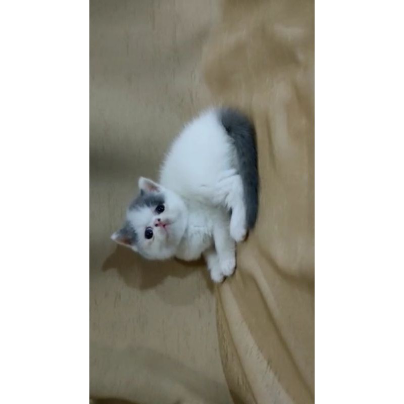 peaknose exo bluevan