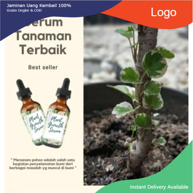 SERUM TANAMAN HIAS PLANT GROWTH  Lebih ampuh Dari ALBERO AGLONEMA