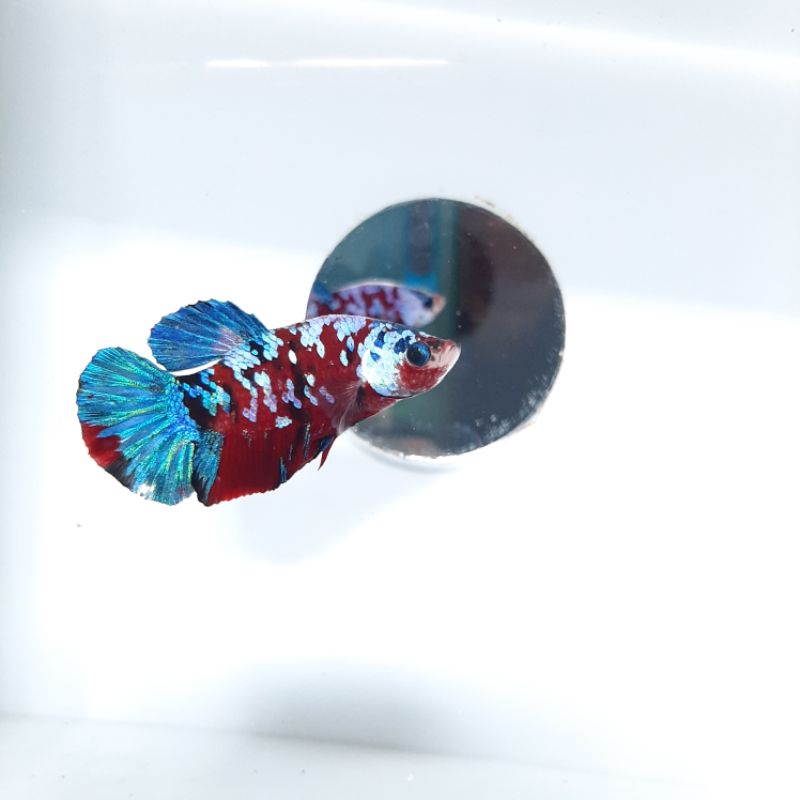 cupang Koi Cooper