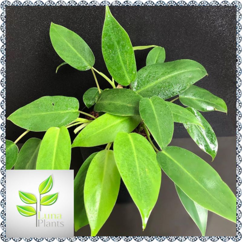 tanaman hias philodendron green emerald / philo greend