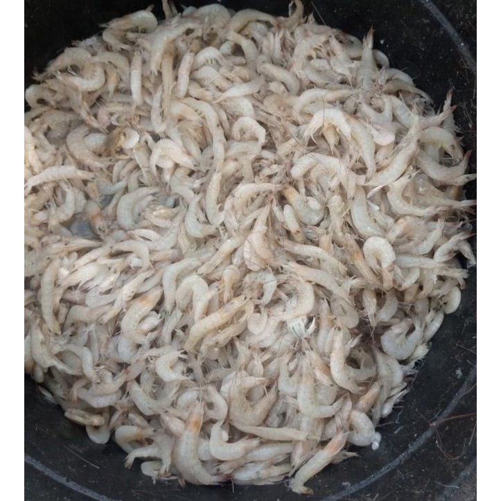 

UDANG KECIL MENTAH SEGAR / UDANG CRISPY MURAH