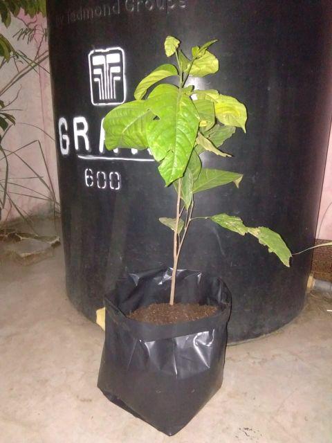 Bibit Duku Tanpa Biji