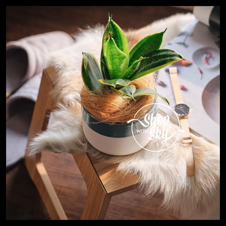 Baby Sansevieria / Lidah Mertua Mini Di Pot Tanaman Pembersih Udar